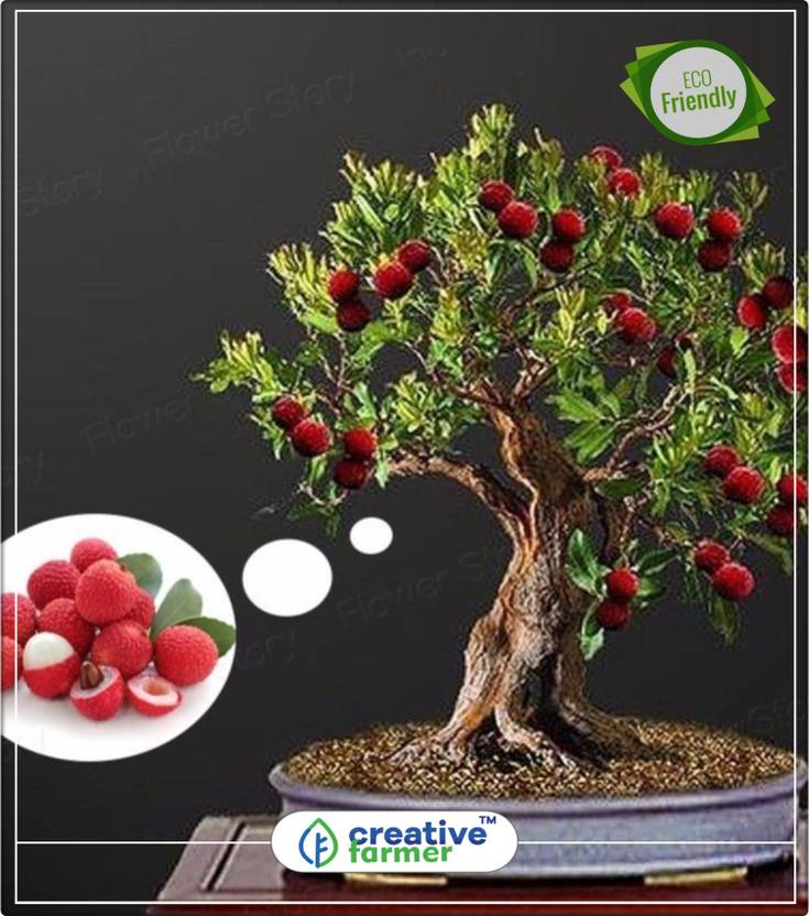 Lychee Tree Bonsai - bonsai tree Lychee Tree Bonsai - bonsai tree