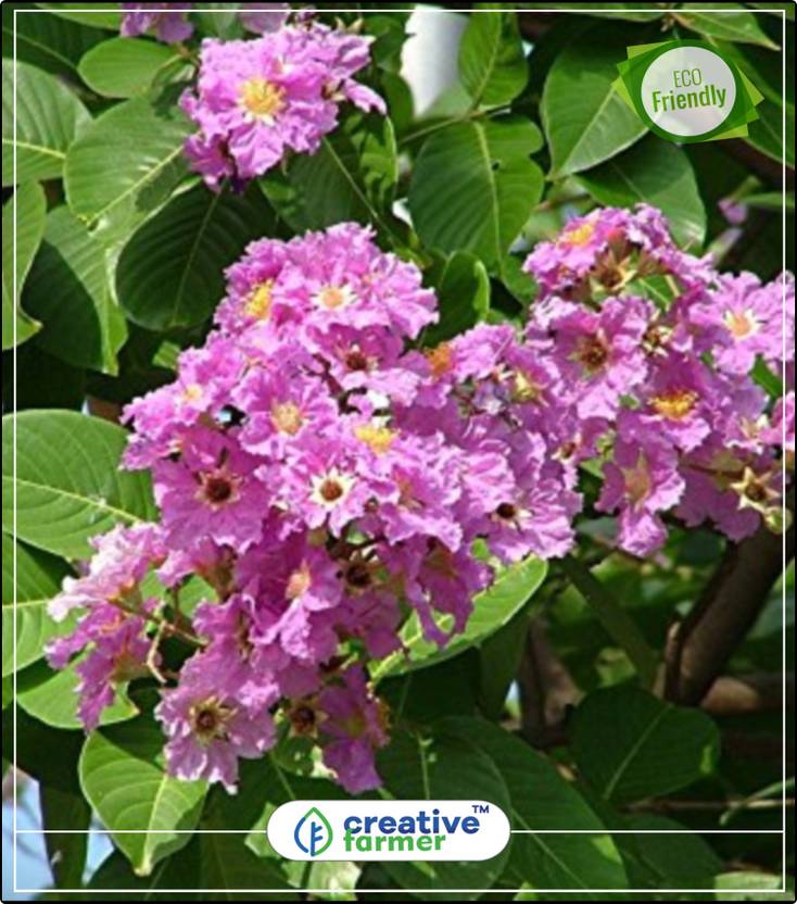 Creative Farmer Pride Of India Flowering Tree Seeds Kitchen Garden Creative Farmer Pride Of India Flowering Tree Seeds Kitchen Garden Plant 10indoor Outdoor