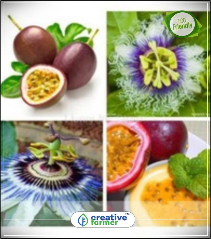 Get Wallpaper Creative Farmer Fruit Seeds Exotic Purple Fruit Climber Fruit Free