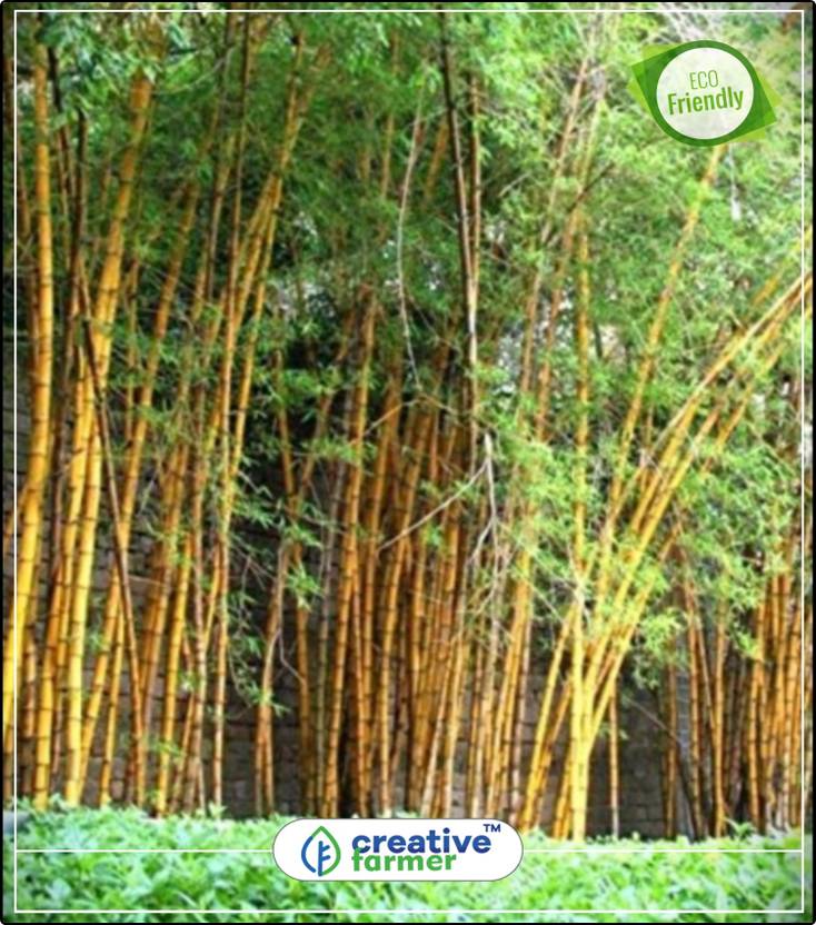 Creative Farmer Organic Bamboo Seeds Suitabe To Grow In Gardens Creative Farmer Organic Bamboo Seeds Suitabe To Grow In Gardens Near Swimming Pools Lawns