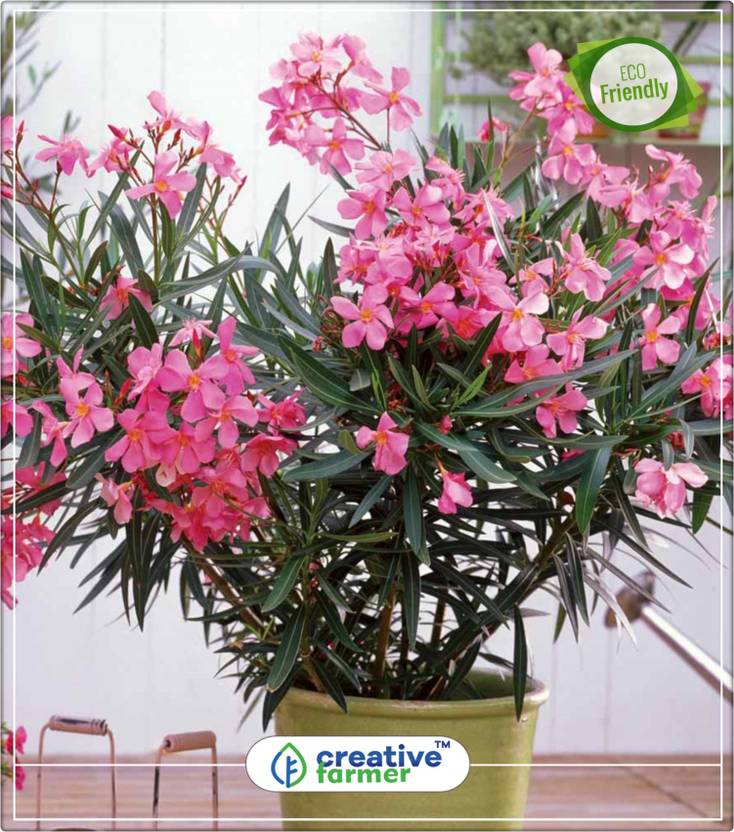 Creative Farmer Nerium Oleander Seeds Pot Variety Flowering Trees Of Creative Farmer Nerium Oleander Seeds Pot Variety Flowering Trees Of India Kitchen Garden Plant 5indoor