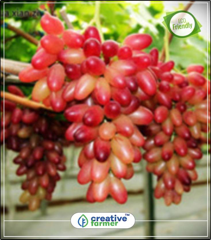 Creative Farmer Fruit Seeds Golden Green Sweet G Professional Creative Farmer Fruit Seeds Golden Green Sweet G Professional Organic Seed Plant For House