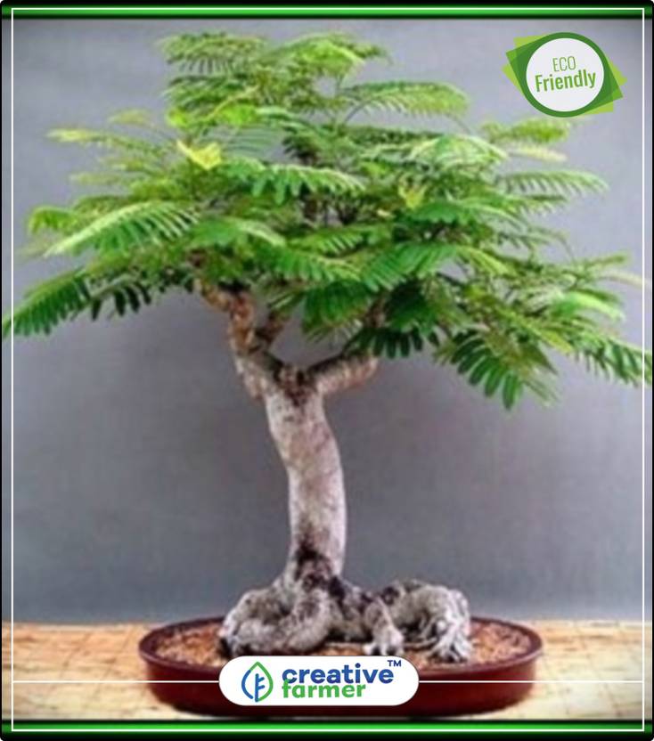 Bonsai Neem Tree Price - bonsai tree Bonsai Neem Tree Price - bonsai tree