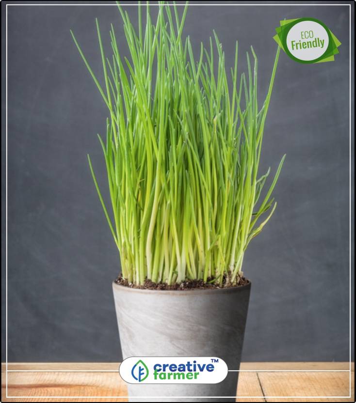 Creative Farmer Chives Indoor Garden Herb Seeds For Kitchen Creative Farmer Chives Indoor Garden Herb Seeds For Kitchen Plant 20indoor