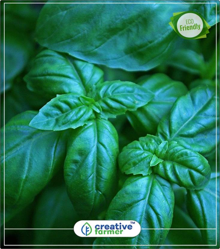Creative Farmer Basil Genovese Indoor Micro Herbs For Creative Farmer Basil Genovese Indoor Micro Herbs For Gardening Herb Seeds Kitchen Garden