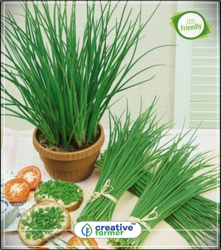 Creative Farmer Garlic Chives For Home Depot Herb Seeds For Home
