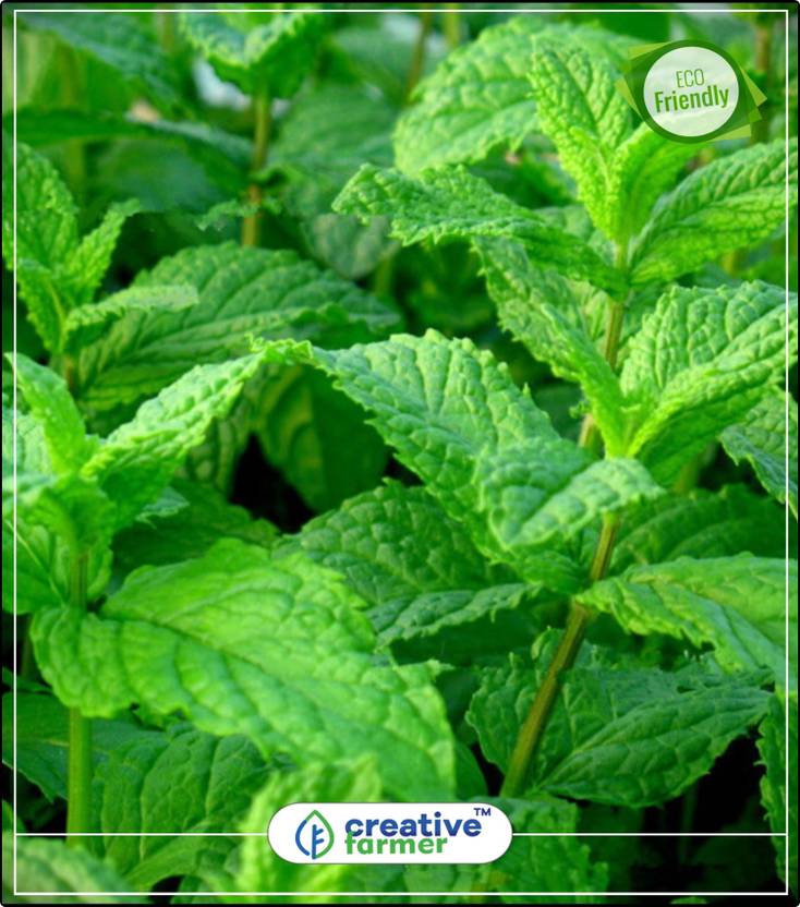 Creative Farmer Mentha Indoor Air Purifying Herb Seeds For Home Creative Farmer Mentha Indoor Air Purifying Herb Seeds For Home Garden Kitchen Plant