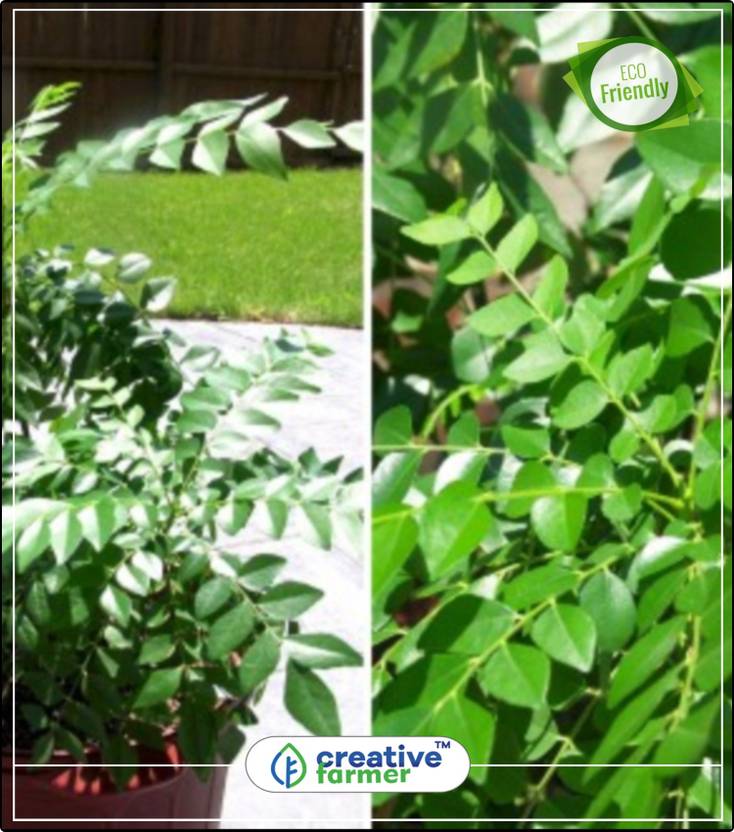 Creative Farmer Curry Leaf Seeds For Organic Farming Plant Creative Farmer Curry Leaf Seeds For Organic Farming Plant Kitchen Garden 5indoor