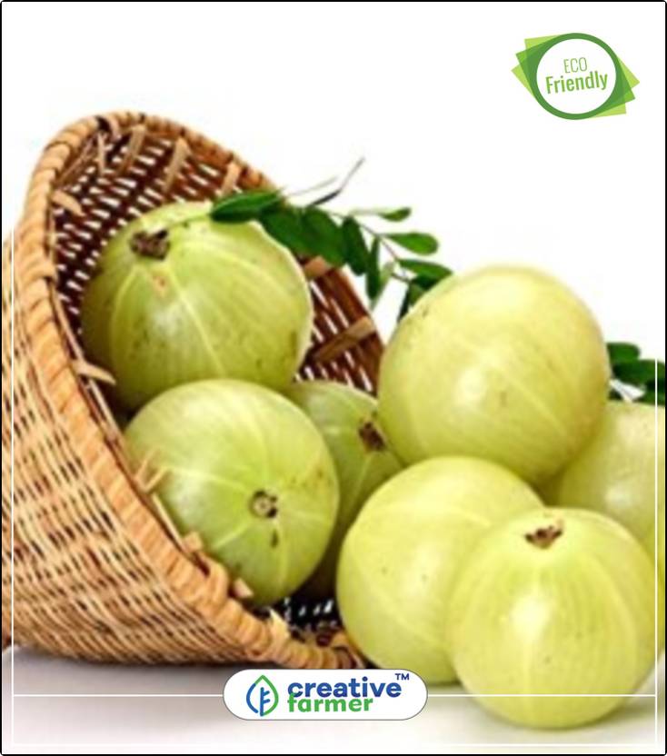Creative Farmer Indian Gooseberry Seeds Fruit Seeds Kitchen Garden