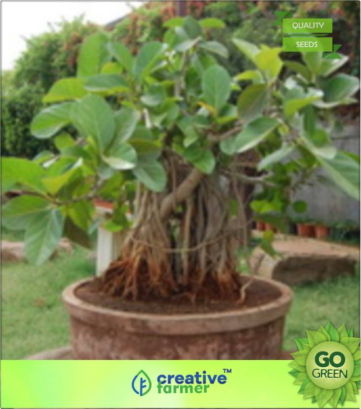 Creative Farmer Banyan Tree Seed Price In India Creative Farmer Banyan Tree Seed