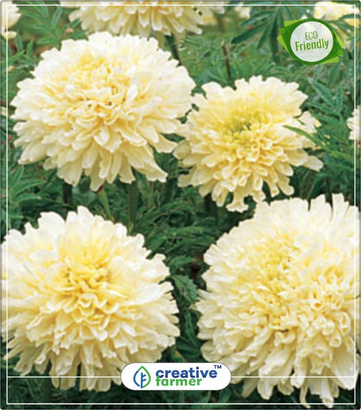 Creative Farmer Marigold White Flower 10 Seeds Pack Gardening