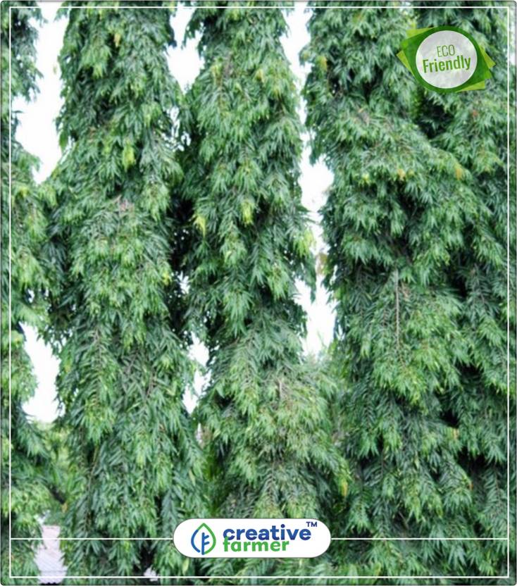 Creative Farmer Polyalthia Longifolia Tall Tree Kitchen Garden Plant Creative Farmer Polyalthia Longifolia Tall Tree Kitchen Garden Plant Seeds 5indoor Outdoor