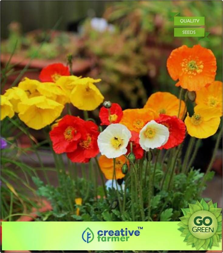 Creative Farmer California Poppy Orange Seed Price In India Creative Farmer California Poppy Orange