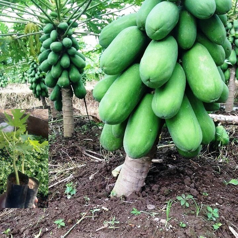 Fresh Thai red lady papaya tree plant fruit seeds very sweet