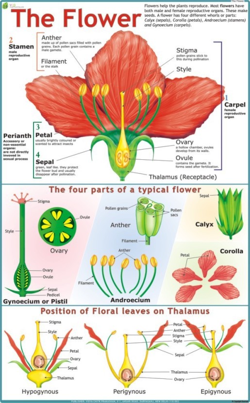 Flower Chart Design