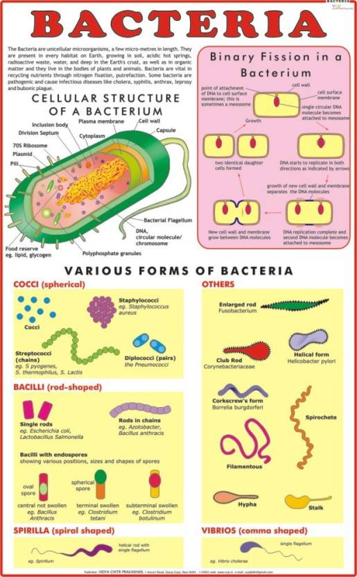 Classification Of Bacteria Flow Chart