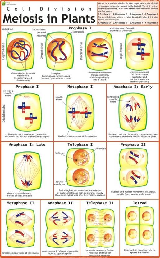 Meiosis Chart Paper Print - Educational posters in India - Buy art