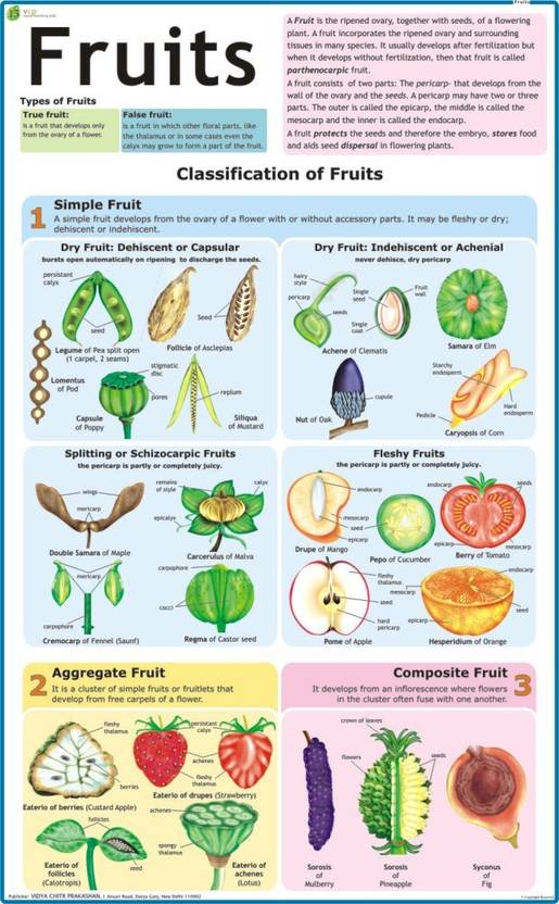 Fruits Chart Paper Print Educational posters in India Buy art, film, design, movie, music