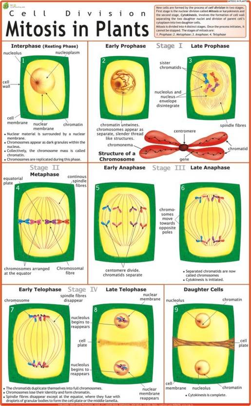 Educational posters in India Biology Diagrams