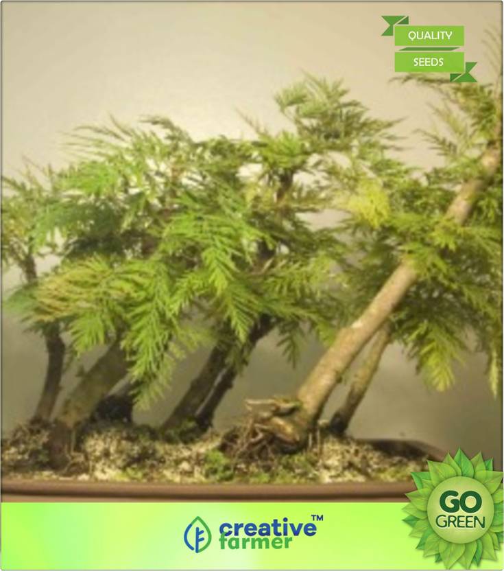 Silver Oak Tree Bonsai Bonsai Tree Silver oaks is an accommodation in tamil nadu. silver oak tree bonsai bonsai tree