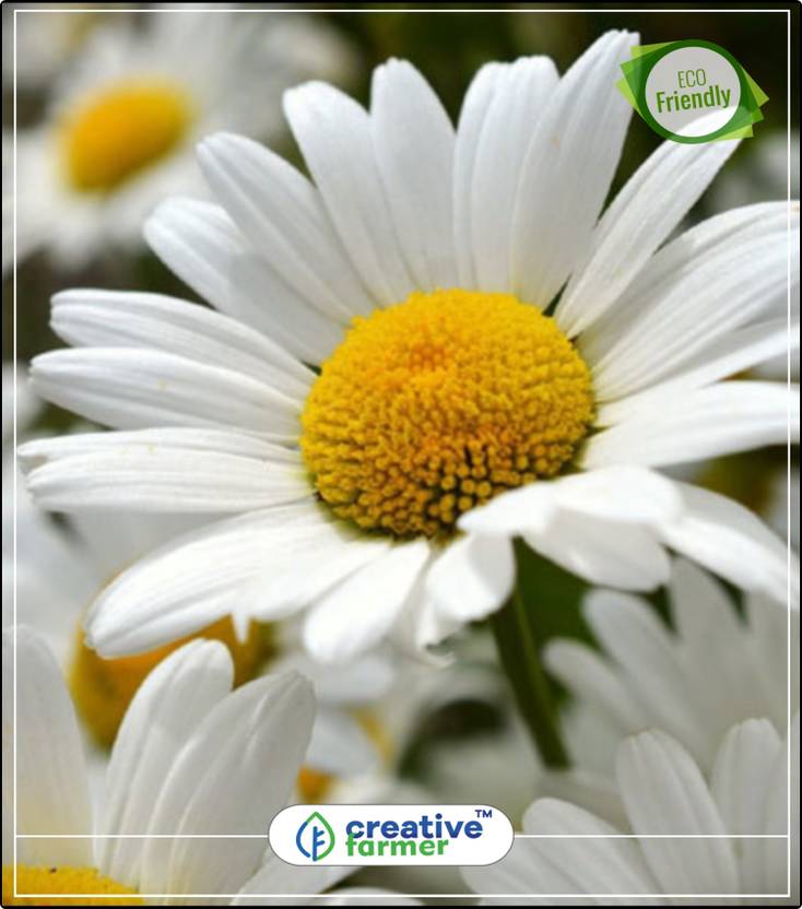 Creative Farmer Chandramukhi White Garden Seeds For House Kitchen Creative Farmer Chandramukhi White Garden Seeds For House Kitchen Plant 20indoor Outdoor