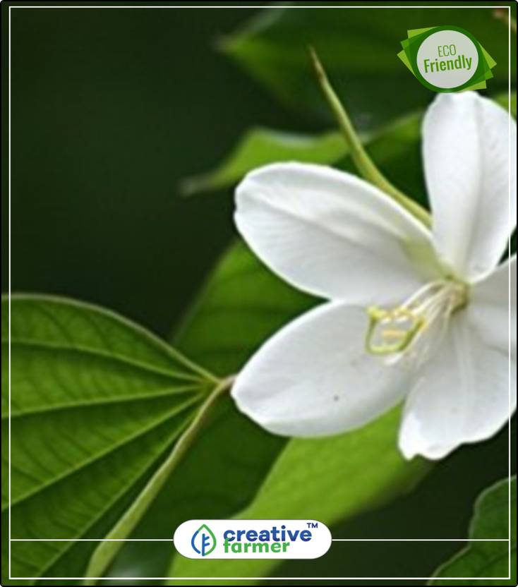 Creative Farmer Mandaram Kerala Flower Seeds Gardening Seeds All