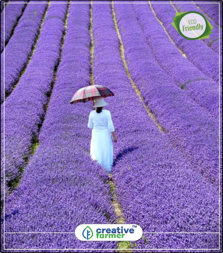 Creative Farmer True English Lavender Vera Augustifolia Herb - 