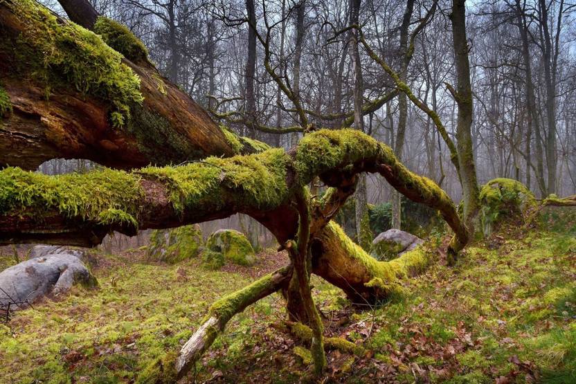 azohp5772 mossy log nature