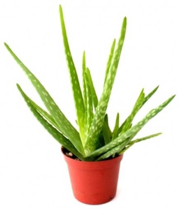 Vamsha Nature Care Live Aloe Vera Plant Medicinal Aloe Burn