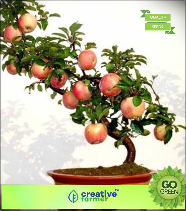 Apple Garden Kashmir Fasci Garden