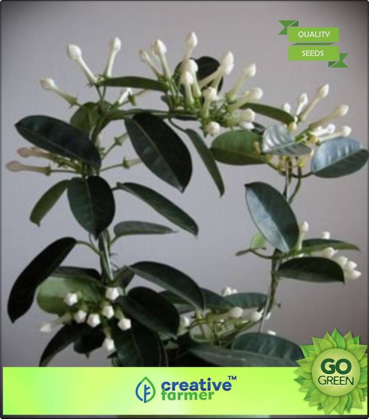 Creative Farmer Murrayya Paniculata Seed Price In India Buy