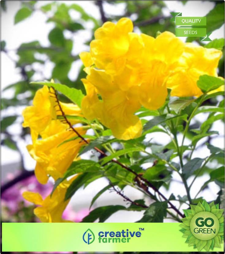 Creative Farmer Ornamental Tree Plants Stenolobium Stans Yellow