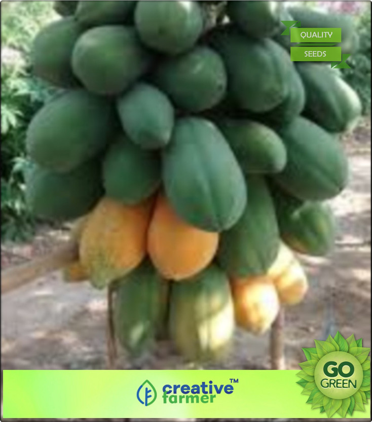 Fresh Thai red lady papaya tree plant fruit seeds very sweet