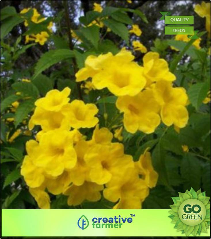 Creative Farmer Flowering Plant Sidhakya Yellow Flower Flower