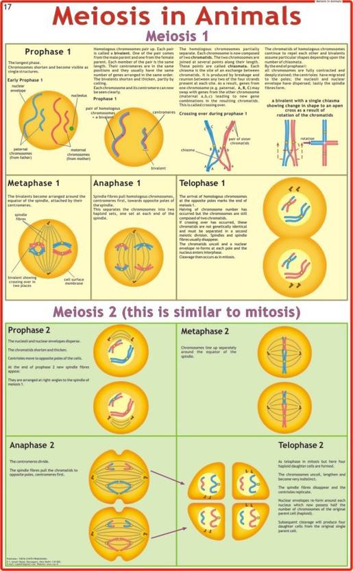 Meiosis in Animals Chart Paper Print - Educational posters in India