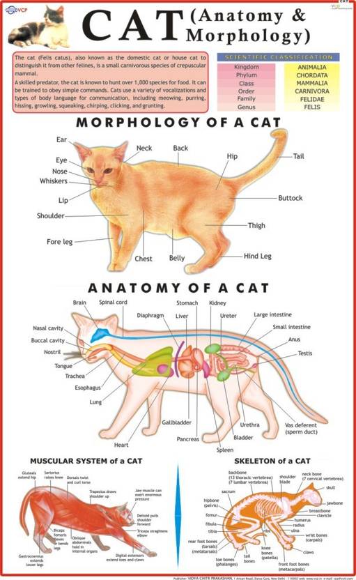 Cat Chart Paper Print Educational posters in India Buy art, film