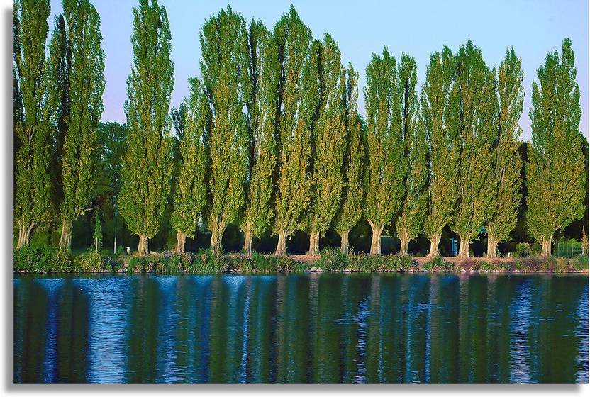 Poplar Trees Near Lake Paper Print Nature Posters In India