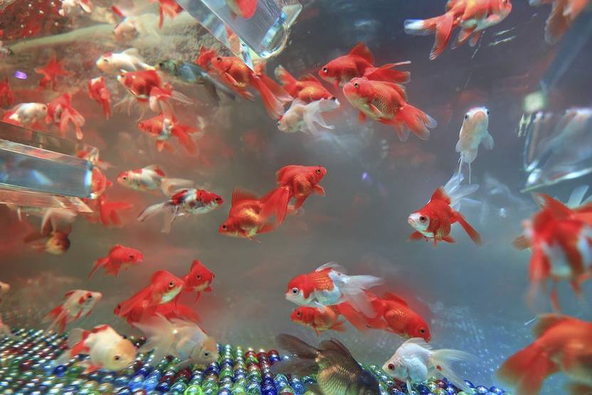 Azohp8098 Aquarium Goldfish Water Pond Colorful Underwater