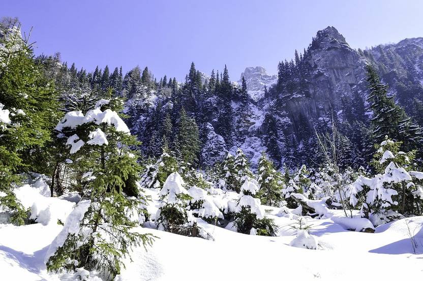 Azohp9479 Background Tree Snow Fir Forest Winter Paper Print
