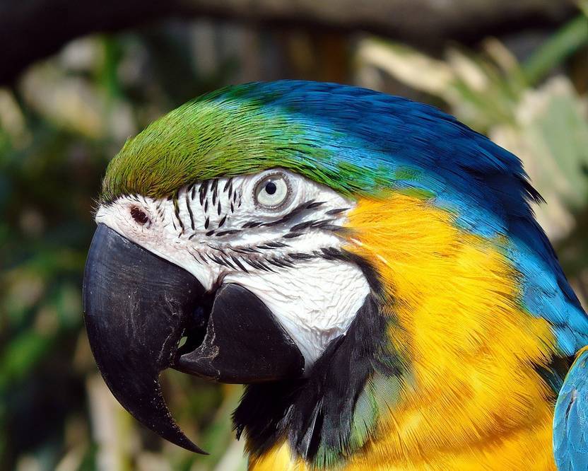Azohp10420 Bird Macaw Parrot Beak Animal Paper Print