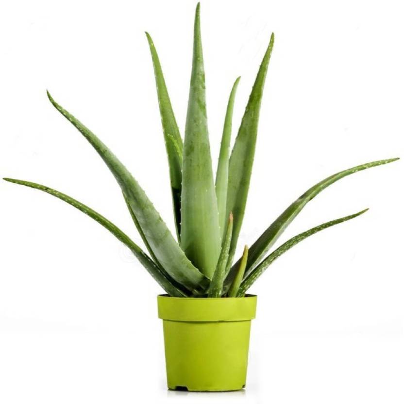 Ojorey Herbal Aloe Vera Plant With Pot Free Ayurvedic Gel Plant