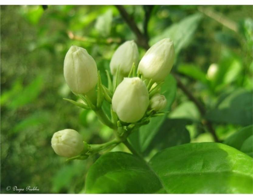 Ojorey Live Jasmine Flower Plantwhite Flowergreen Plant Plant Ojorey Live Jasmine Flower Plantwhite Flowergreen Plant Plant
