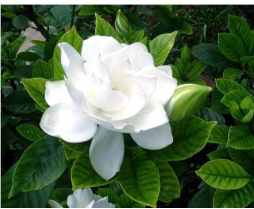 Ojorey Live Jasmine Flower Plantwhite Flowergreen Plant Plant Ojorey Live Jasmine Flower Plantwhite Flowergreen Plant Plant