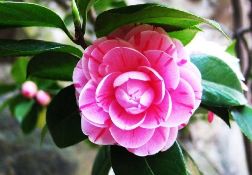 The Beautiful Camellia Sasanqua