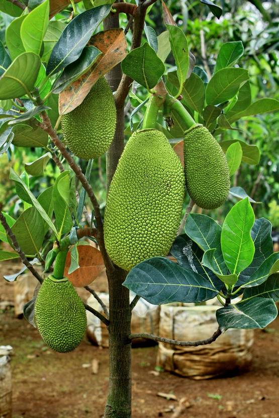 Vamsha Nature Care Jackfruit Plant Price in India Buy Vamsha Nature