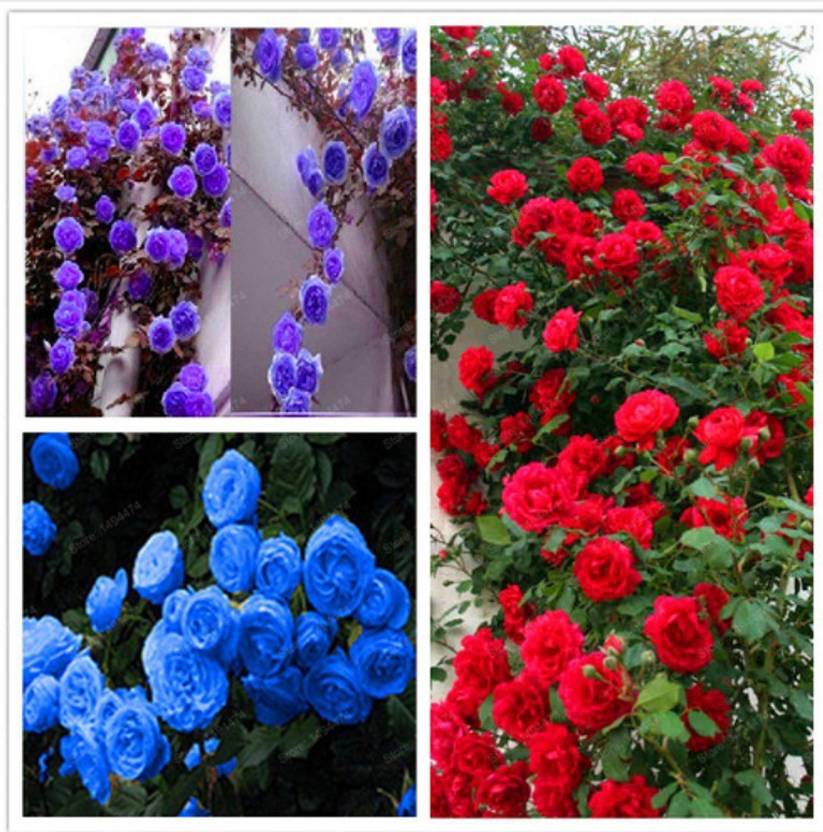 priyathams Imported Beautiful PURPLE/BLUE/RED ROSE PLANT Mix of 18 Seed (18 per packet)