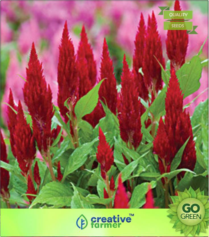 creative farmer Woolflower Celosia Argentea Var. Plumosa Seed Price