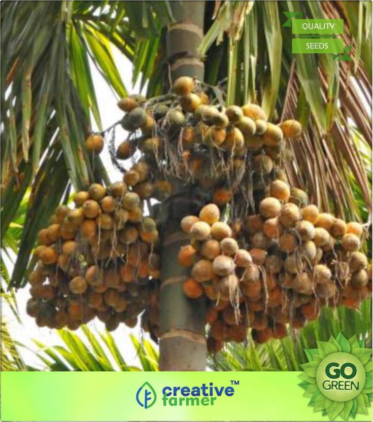 creative farmer BetelNut Or Supari Plant Seeds Seed Price in India