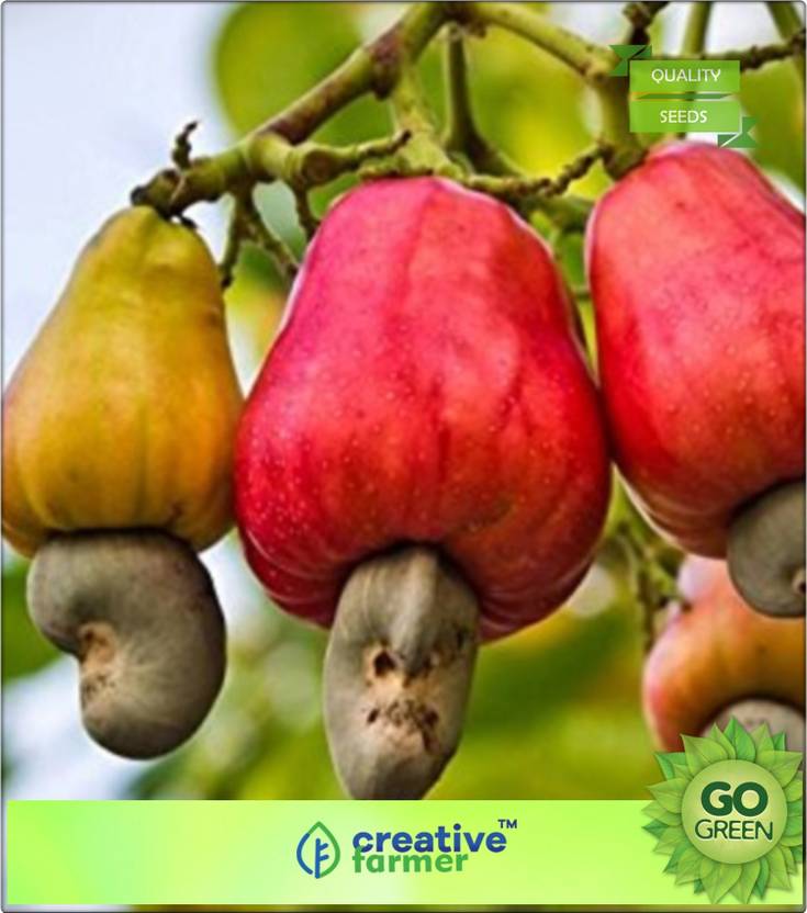 creative farmer Cashew Nut Seeds Seed Price in India Buy creative
