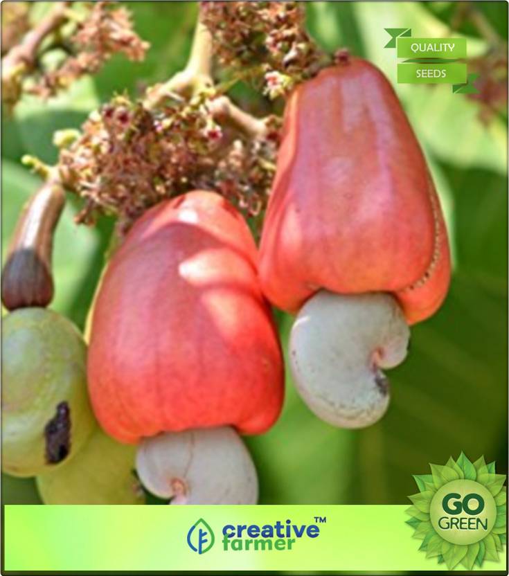 creative farmer Anacardium Occidentale Cashew Nut Tree Seeds Seed Price